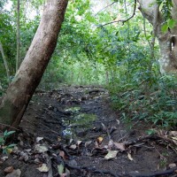 A channel in the Birdwood branch of the Weedy Wonderland (October 2011)