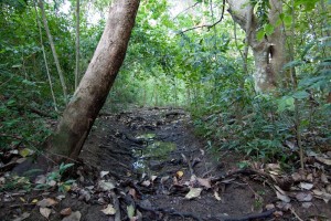 A channel in the Birdwood branch of the Weedy Wonderland (October 2011)