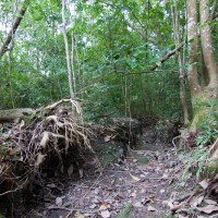 A channel in the Birdwood branch of the Weedy Wonderland (October 2011)