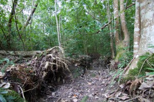 A channel in the Birdwood branch of the Weedy Wonderland (October 2011)