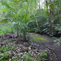 A pond in the Birdwood branch of the Weedy Wonderland, approaching Couldrey Street (October 2011)