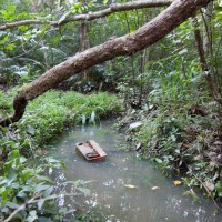 A pond in the Weedy Wonderland just near the clearing at Couldrey Street, October 2011