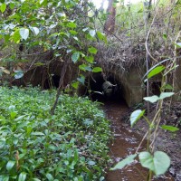 The culvert under Tristania Drive